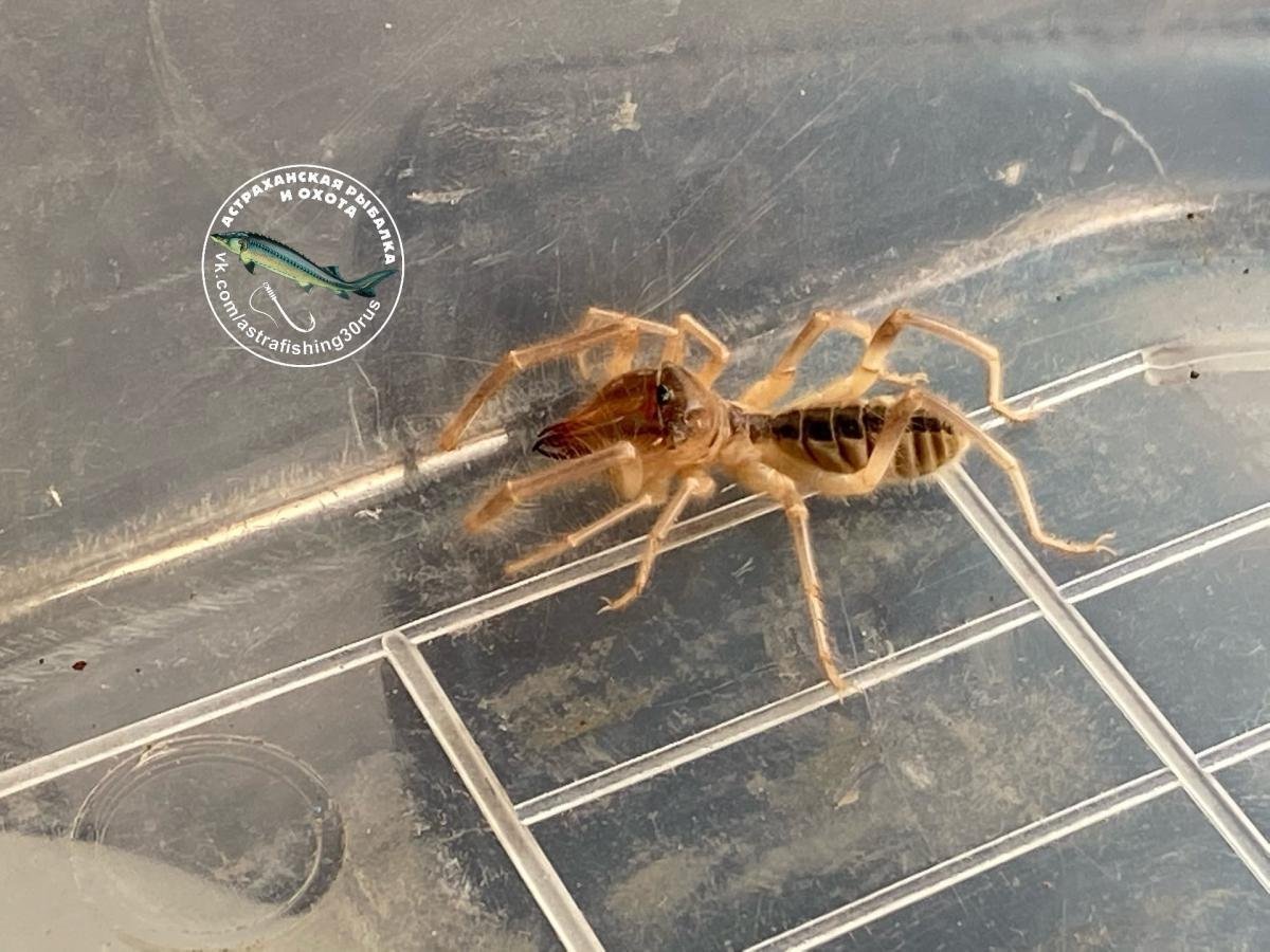 Паук фаланга в Астрахани