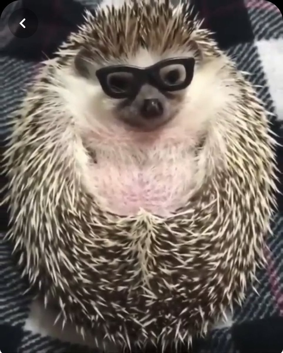 Обкуренный Ёжик