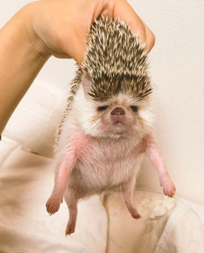 Бешеный Ежик