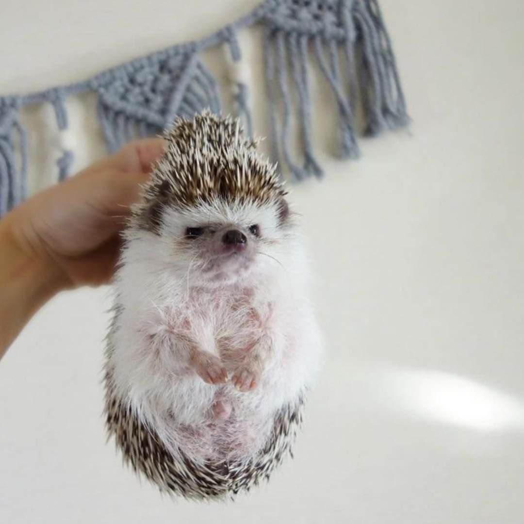 Недовольный Ежик