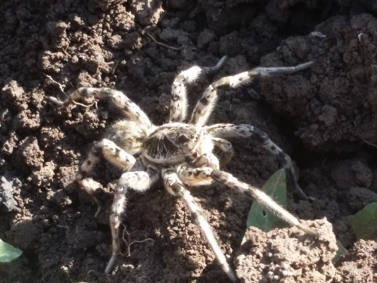 Астраханский паук Южнорусский Тарантул