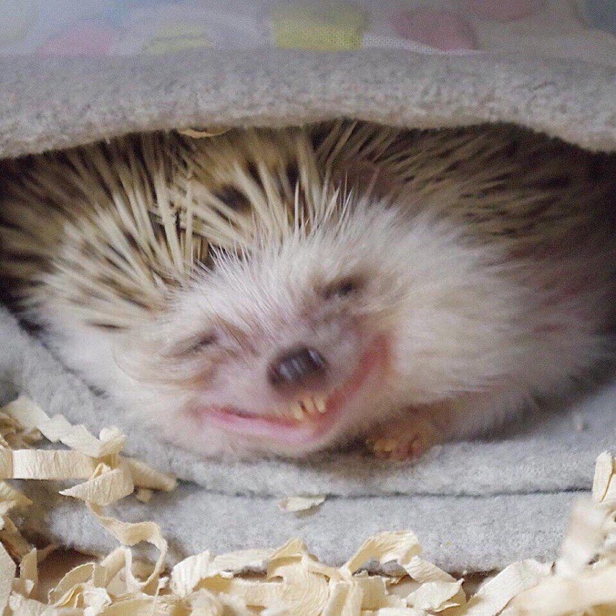 Еж улыбается