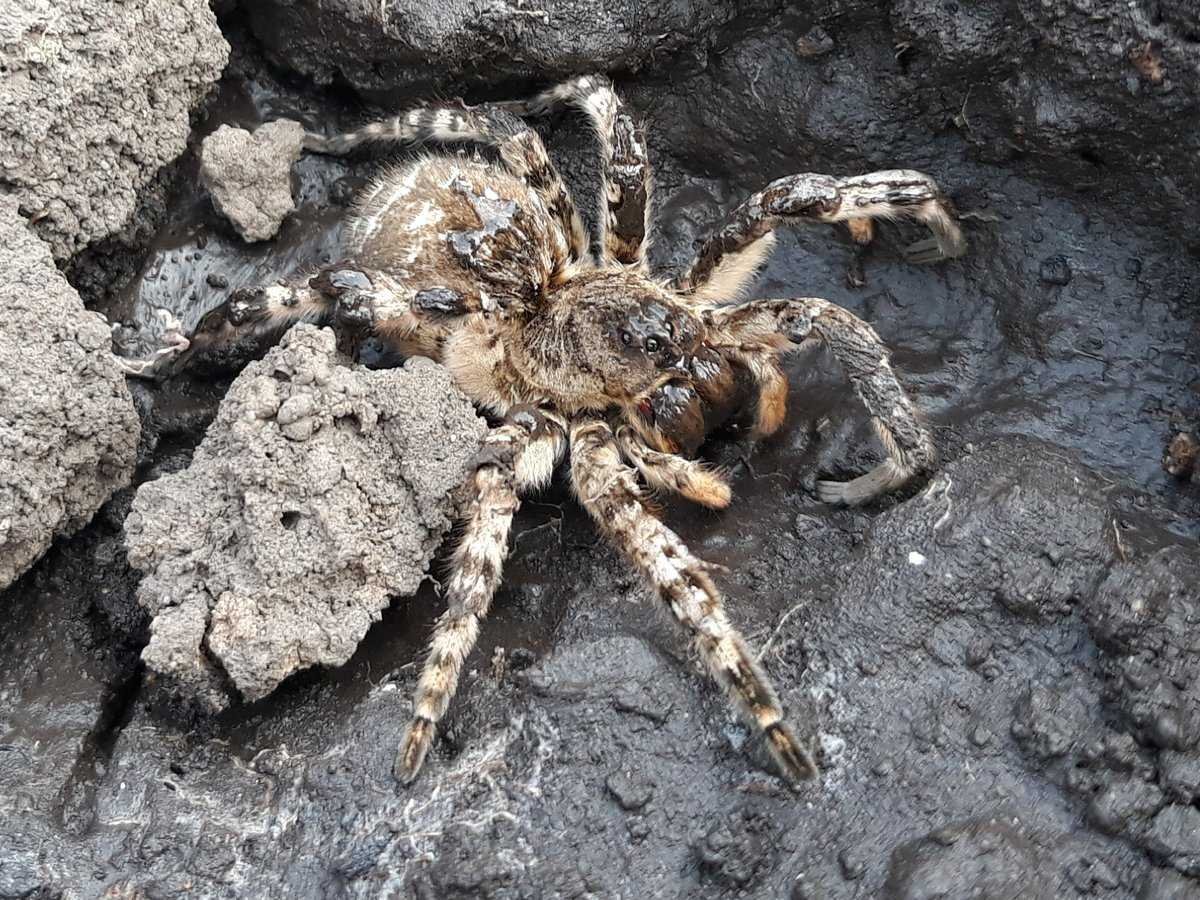 Южнорусский Тарантул