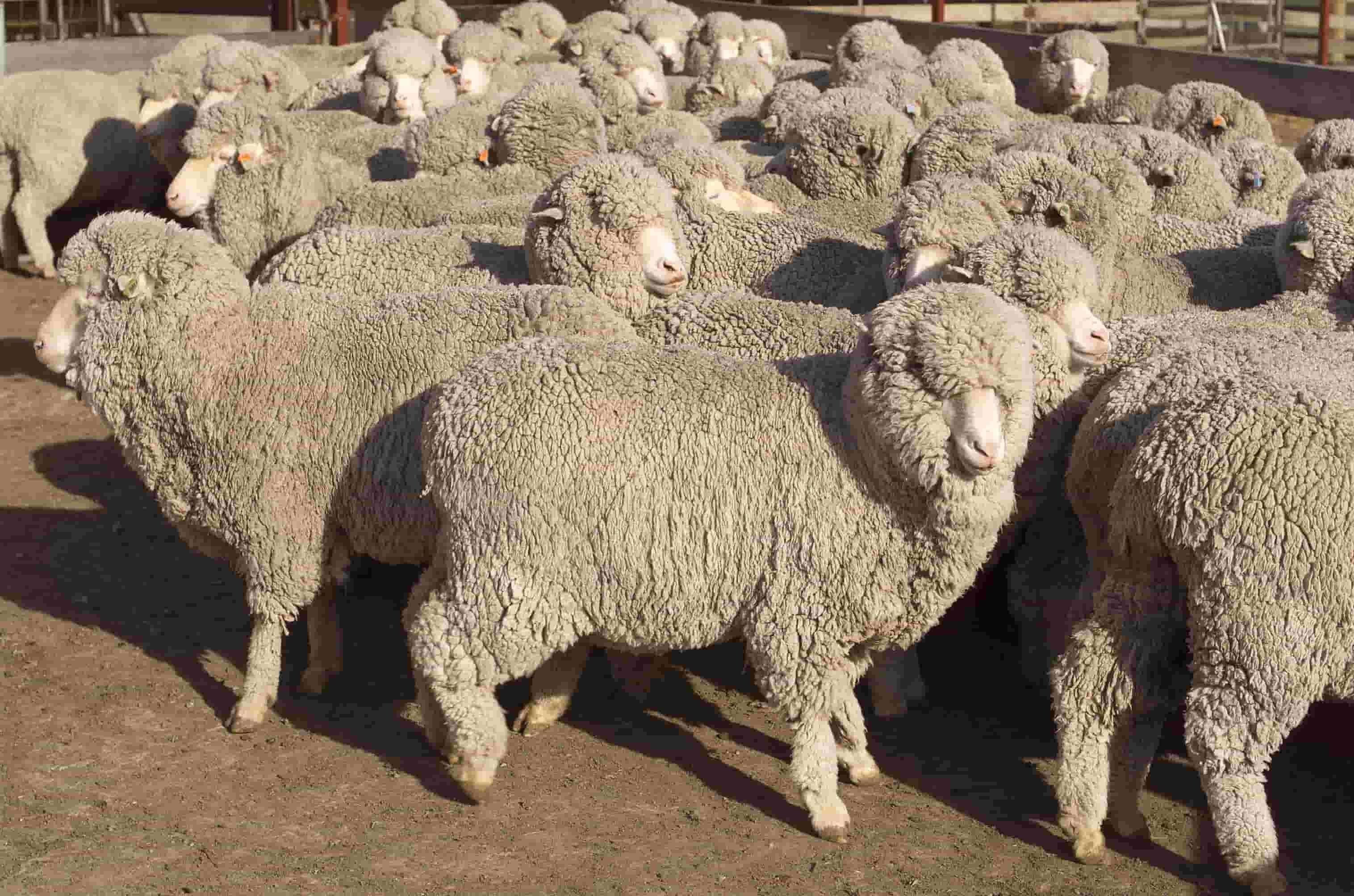 Живой вес овец. Джалгинский меринос порода овец. Грозненская порода овец. Меринос кавказский порода. Баран меринос вес.