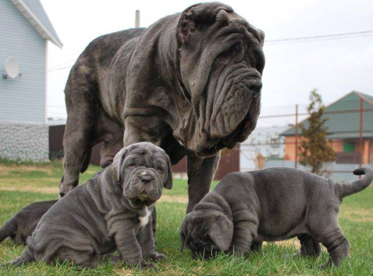 Мастиф неаполитано