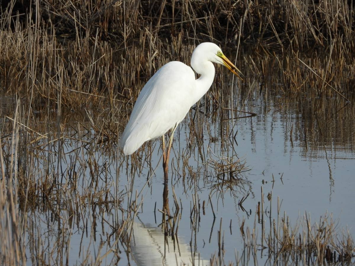 Цапля в Беларуси