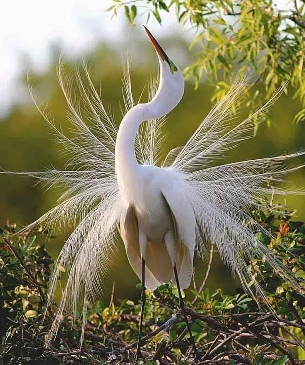 Белая хохлатая цапля