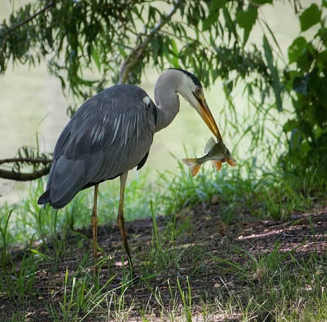 Птица Ardea cinerea