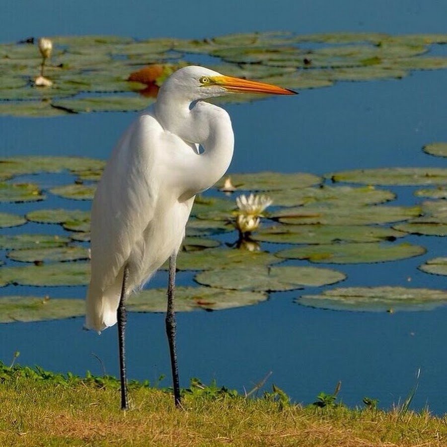 Белая цапля