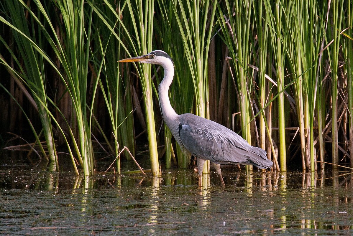 Цапля серая Болотная