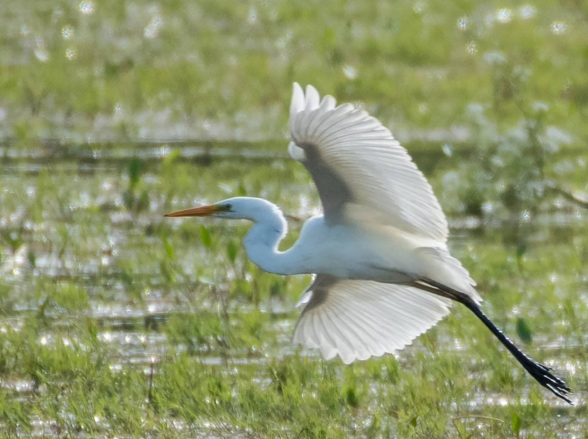 Белая Болотная цапля