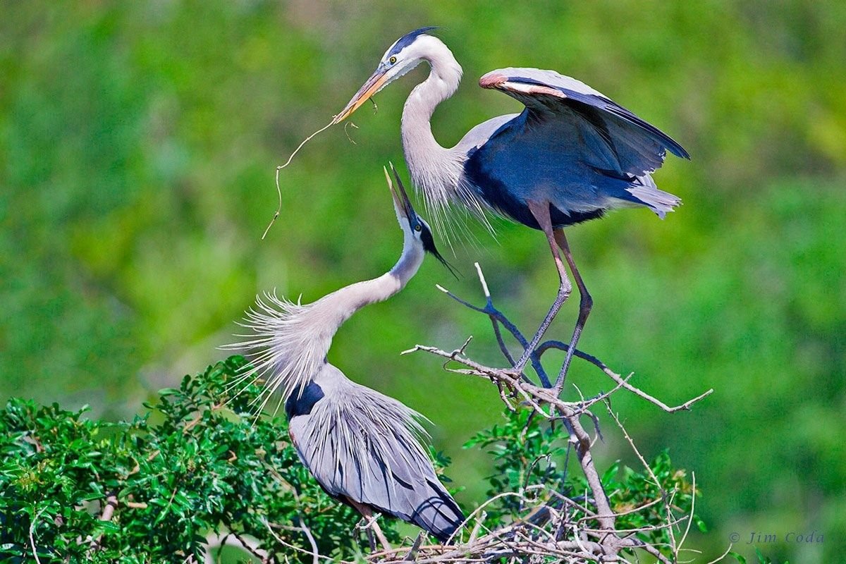 Цапля Аист журавль