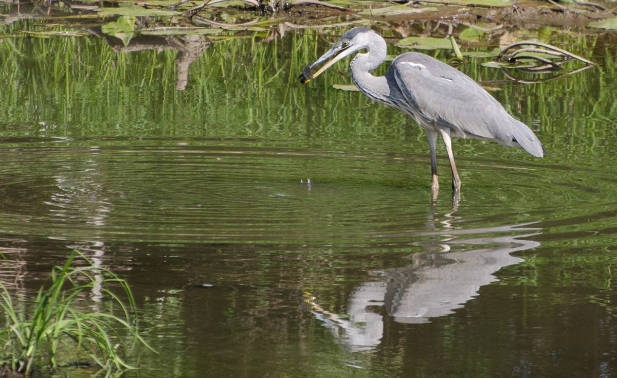 Серая цапля большая Кокшага