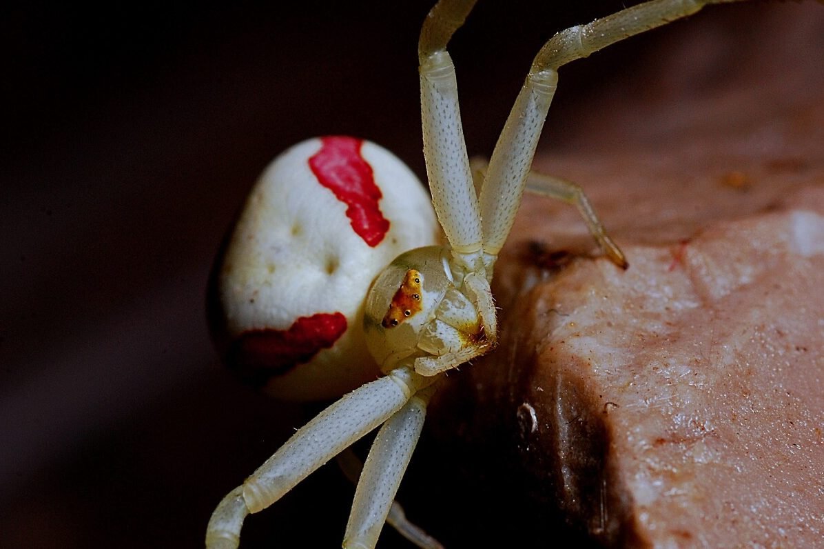 Крабовый Арахнид