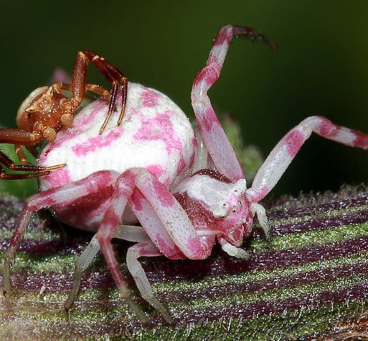 Паук бокоход розовый