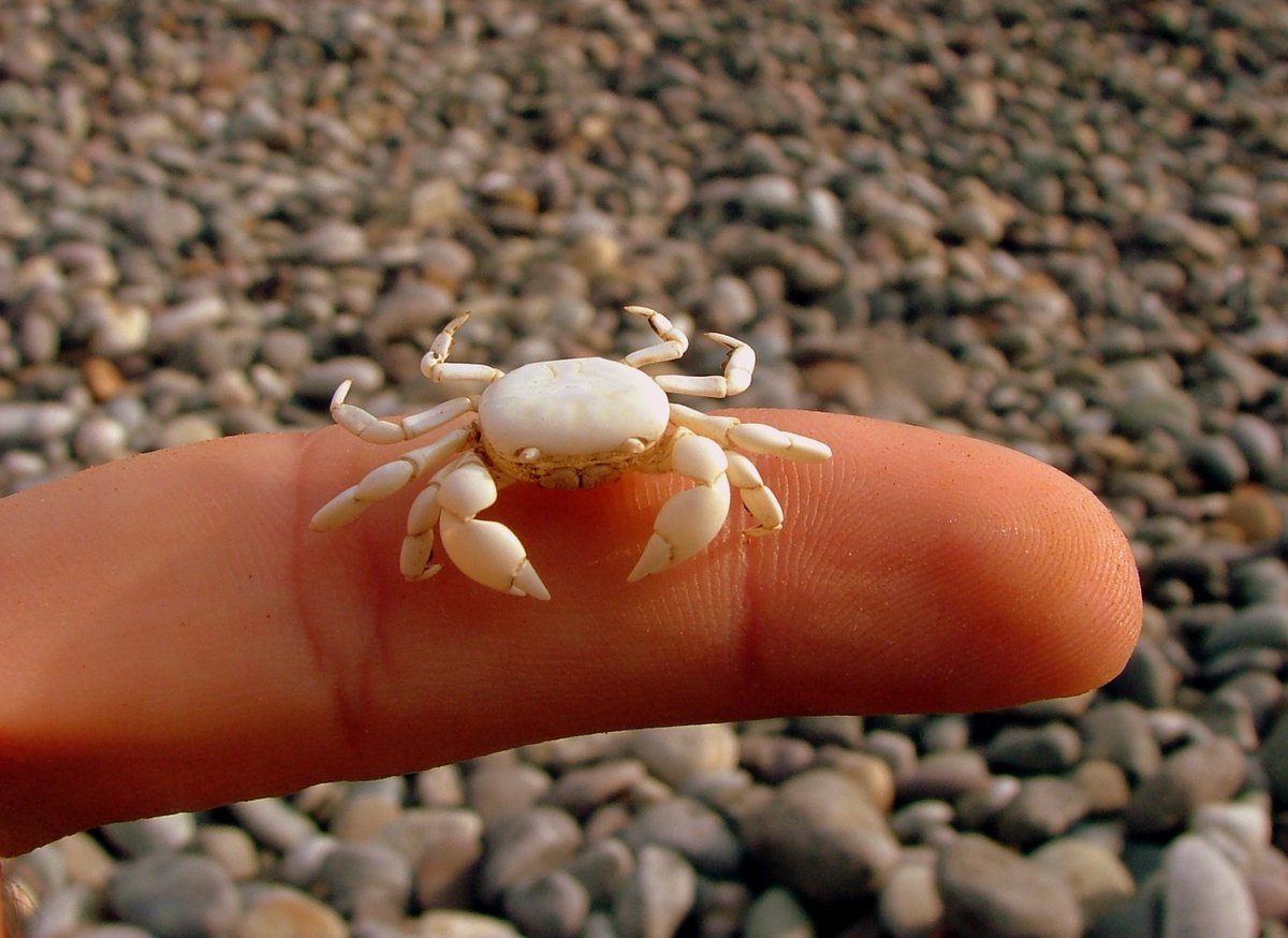 Маленький краб