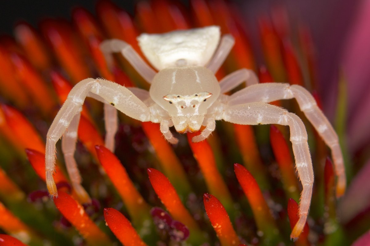 Thomisus spectabilis