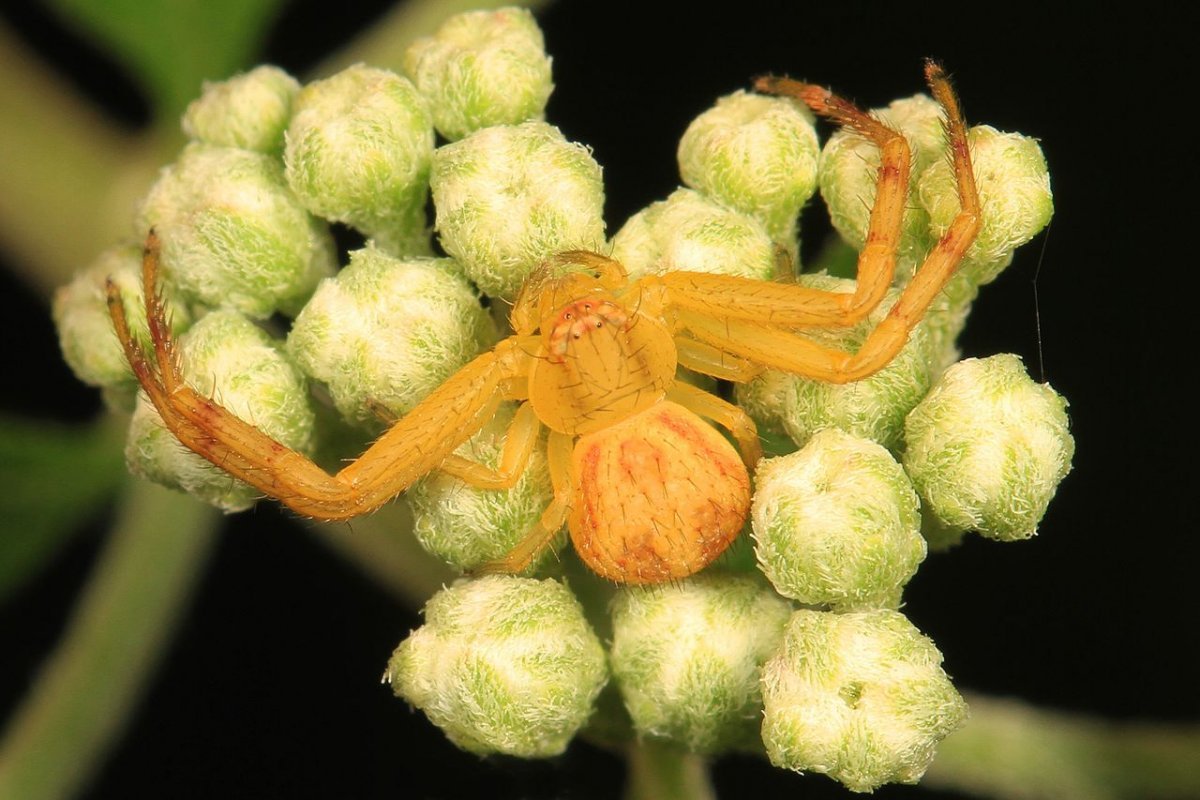 Бразильский краб-паук