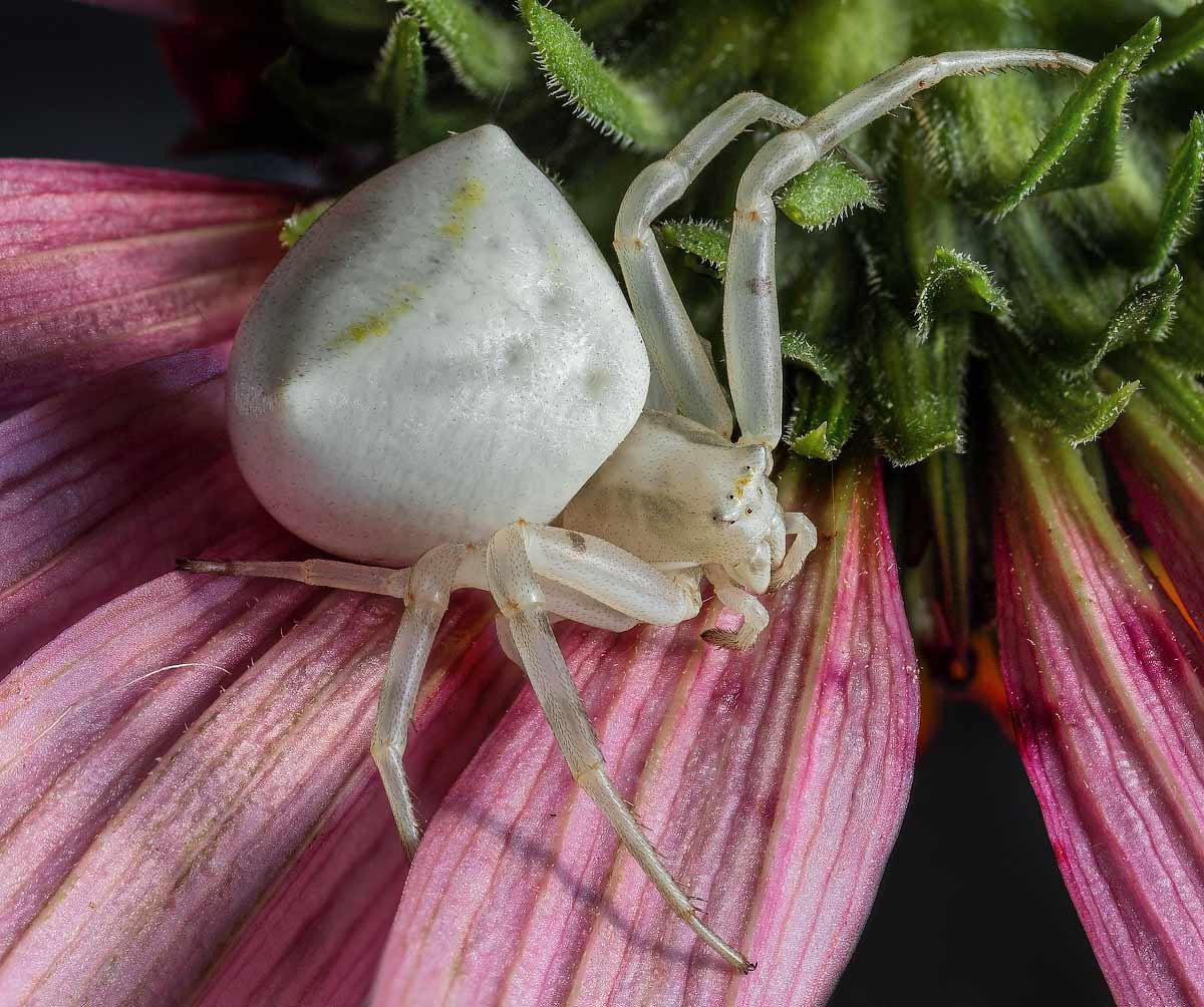 Паук краб бокоход