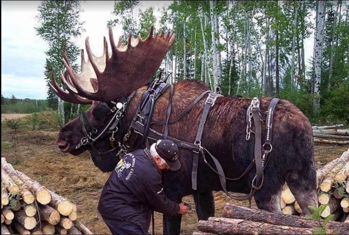 Боевые лоси вогулов