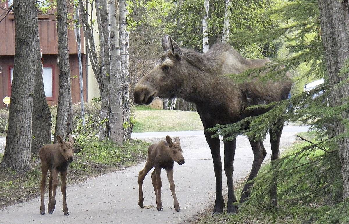 Национальный парк Лосиный остров лосиная биостанция