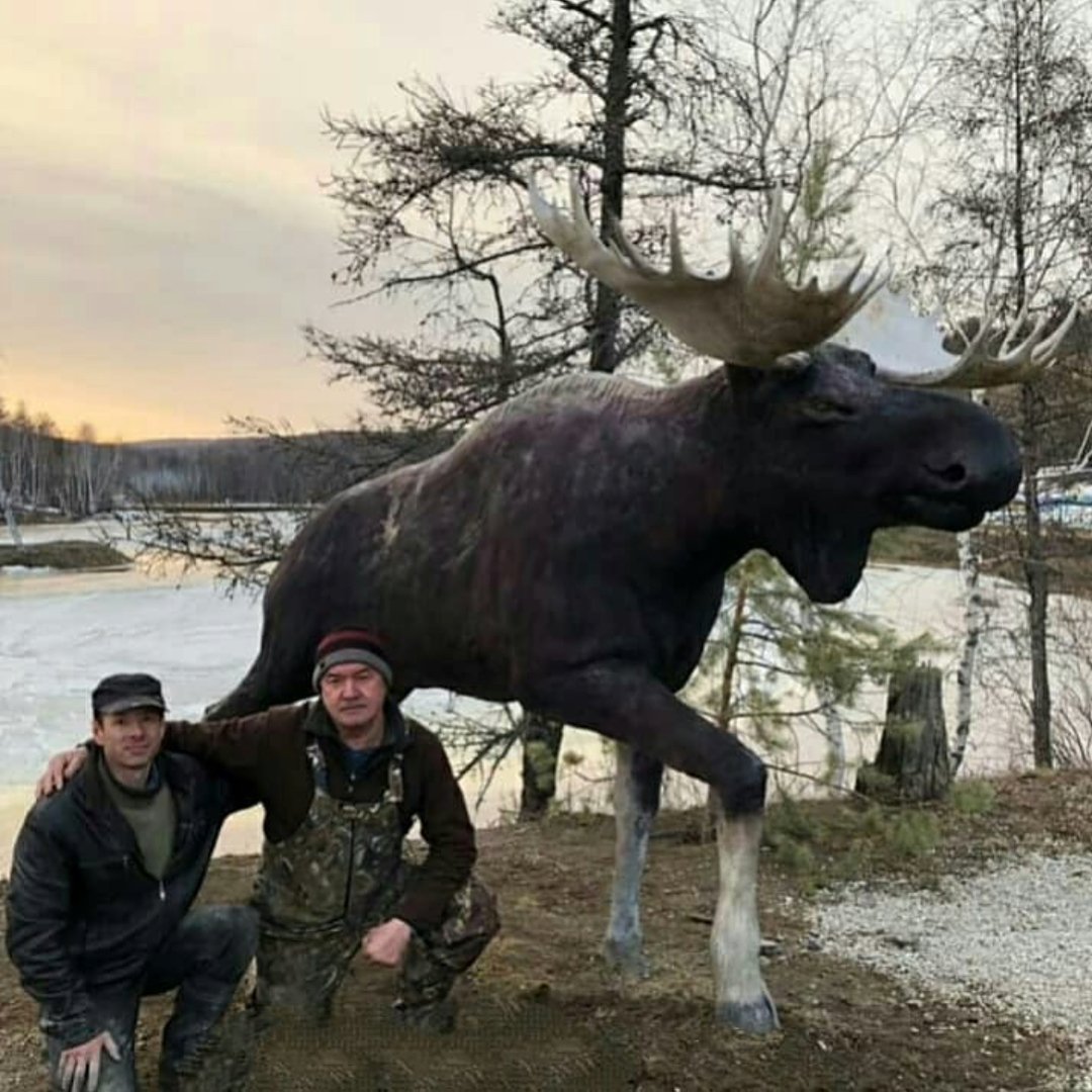 Лось великан