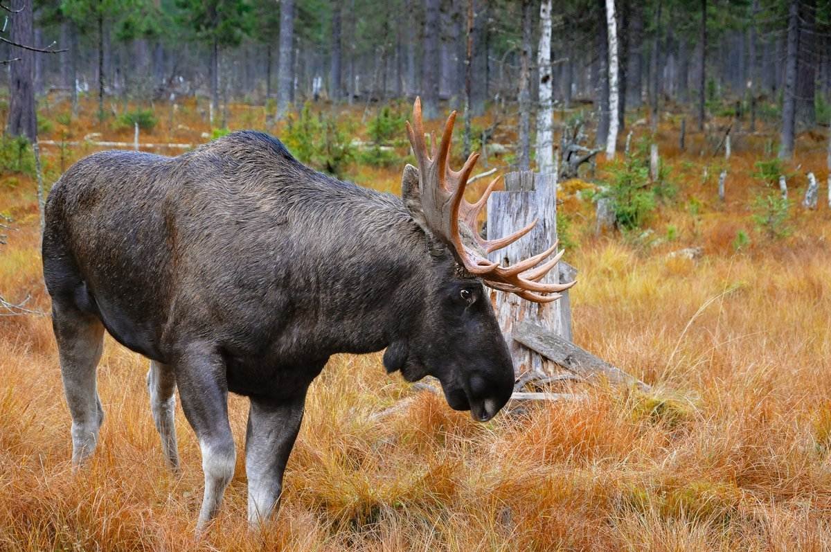 Лось Лесной великан