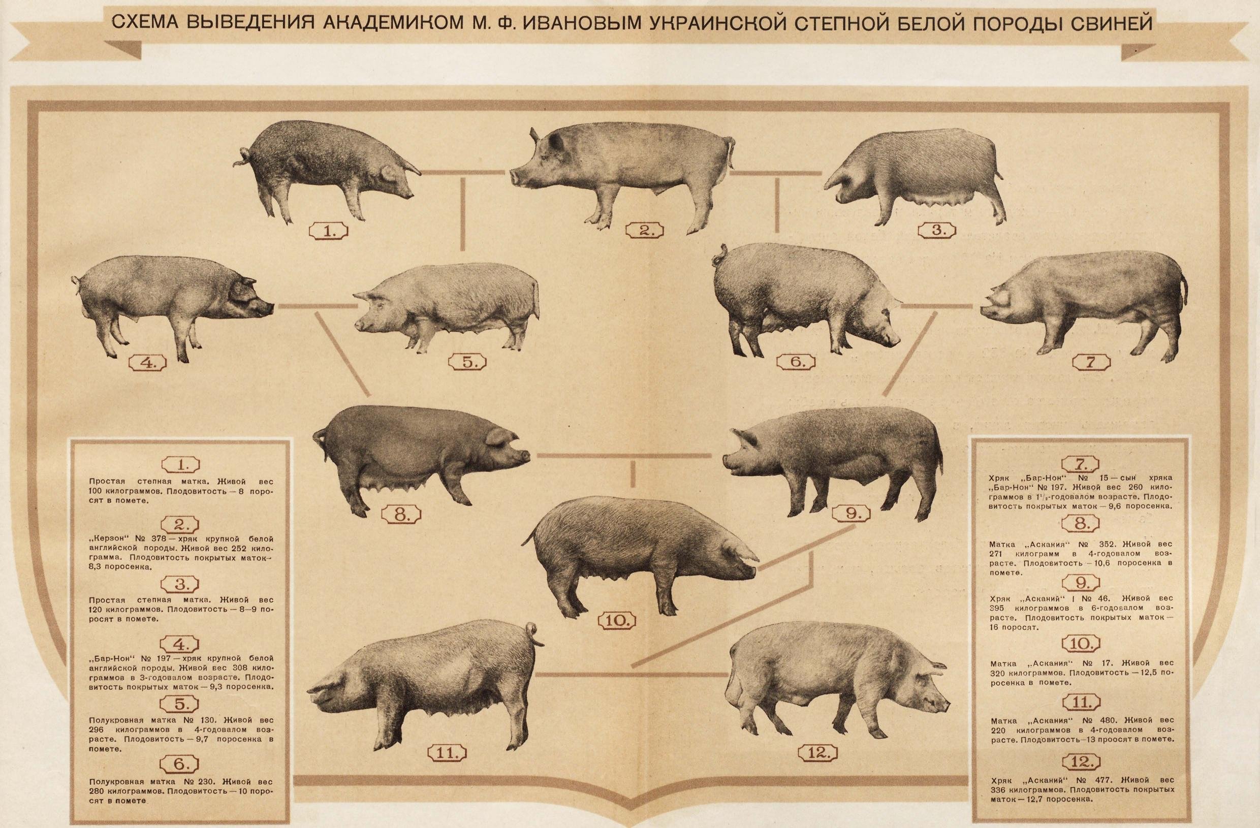 Список свиньи. Схема выведения украинской Степной белой породы свиней. Украинская Степная белая порода свиней. Выведение украинской Степной белой породы свиней. Схема пород свиней.