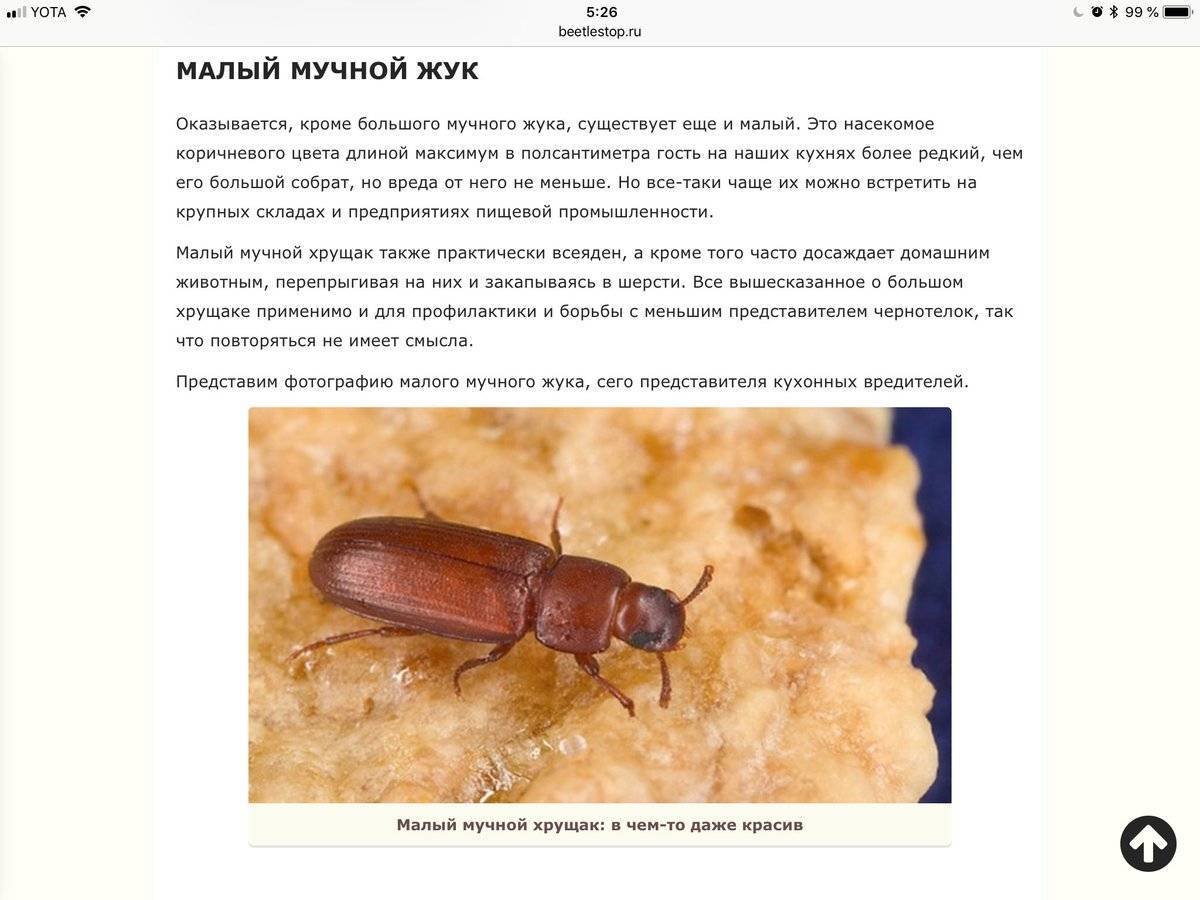 Жук ХРУЩЕВИК