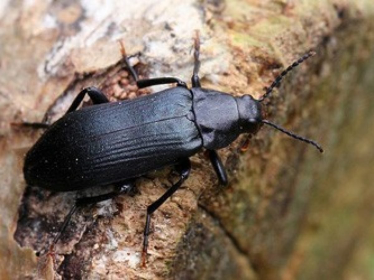 Жук древоточец долгоносик