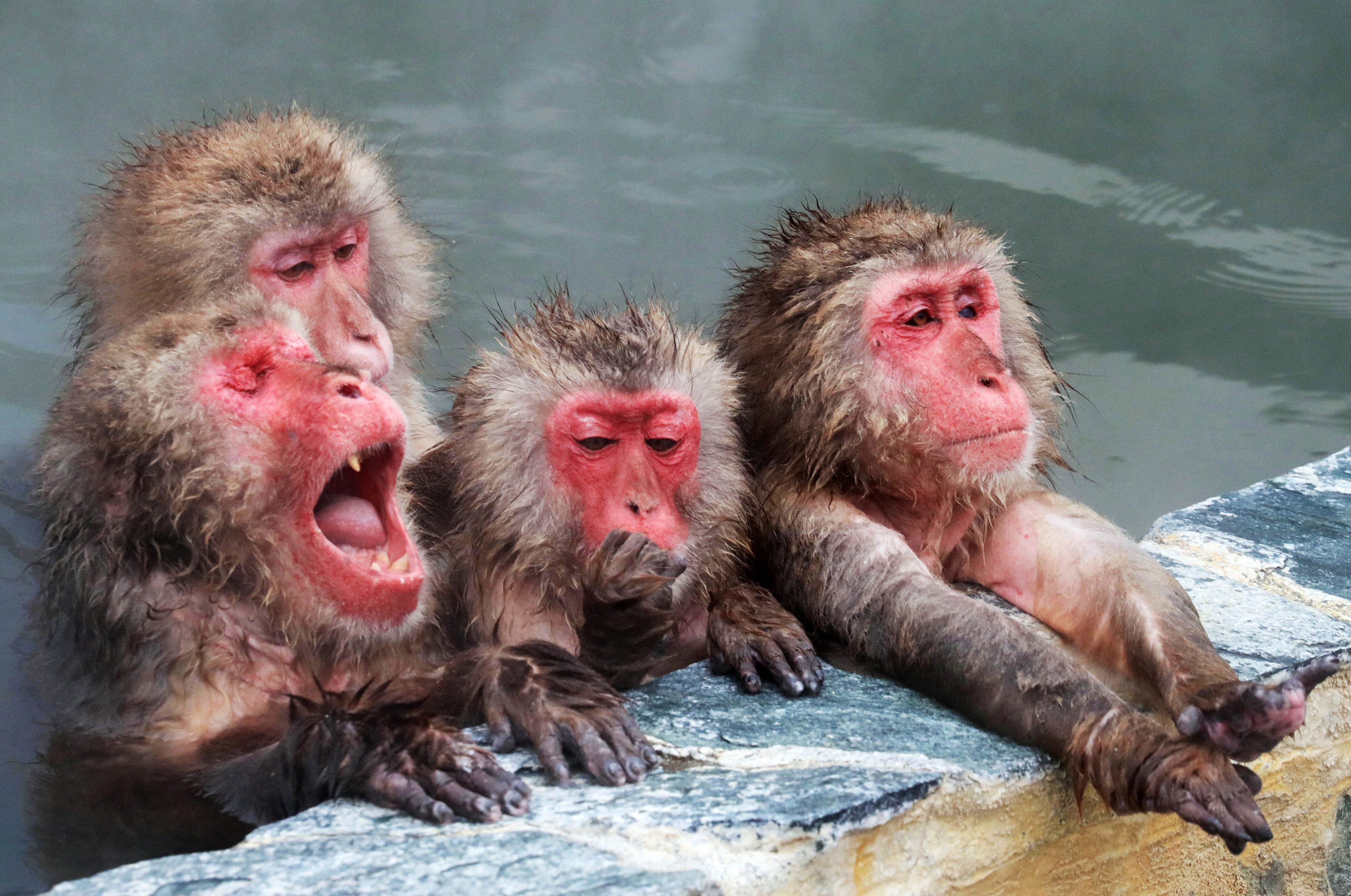 Купание обезьяны хоккей. Обезьяны на Хоккайдо. Японские макаки. Обезьяна в горячем источнике. Японские макаки в горячих.