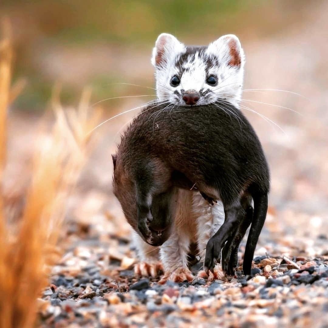Патагонский горностай