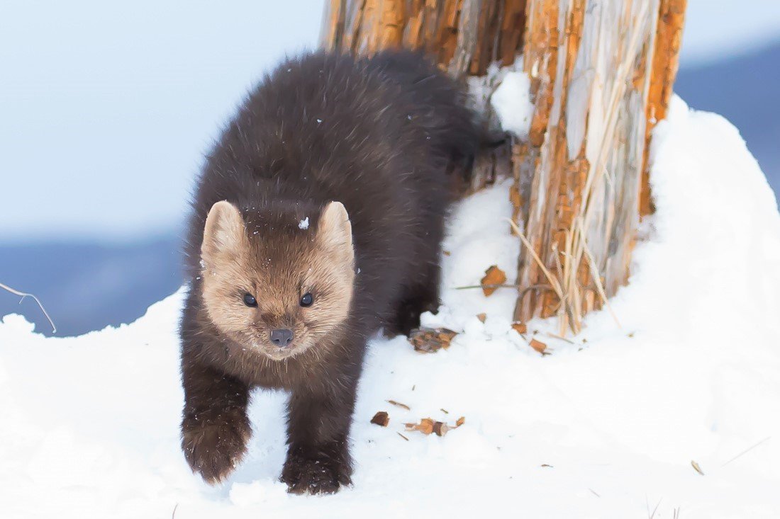 Соболь Баргузин животное