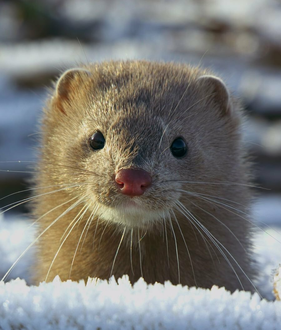 Канадская норка зверек