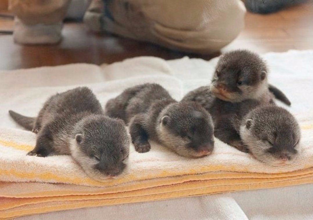 Детёныши выдры Новорожденные