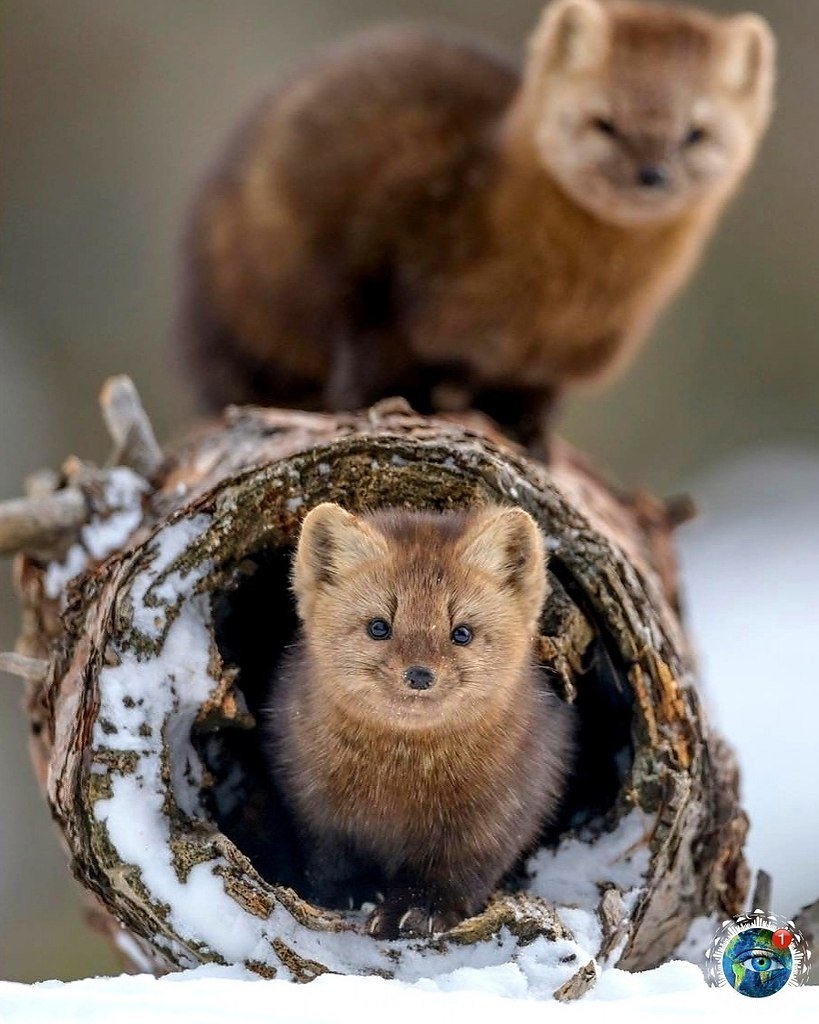 Баргузинский Соболь