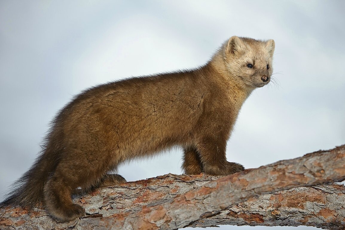 Соболь Баргузин животное