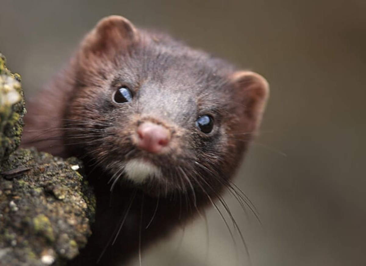 Дальневосточный морской заповедник американская норка