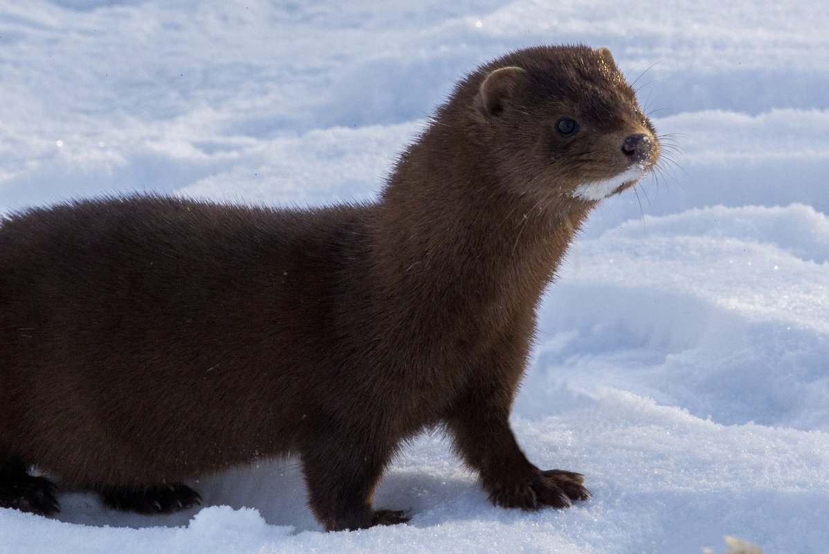 Среднерусская европейская норка