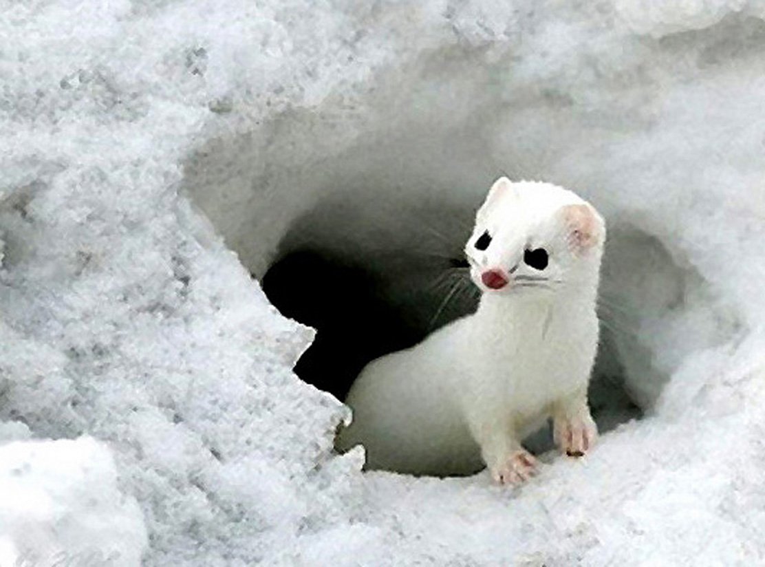 Маленький белый пушистый зверек