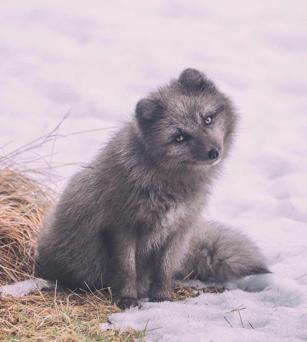 Медновский песец