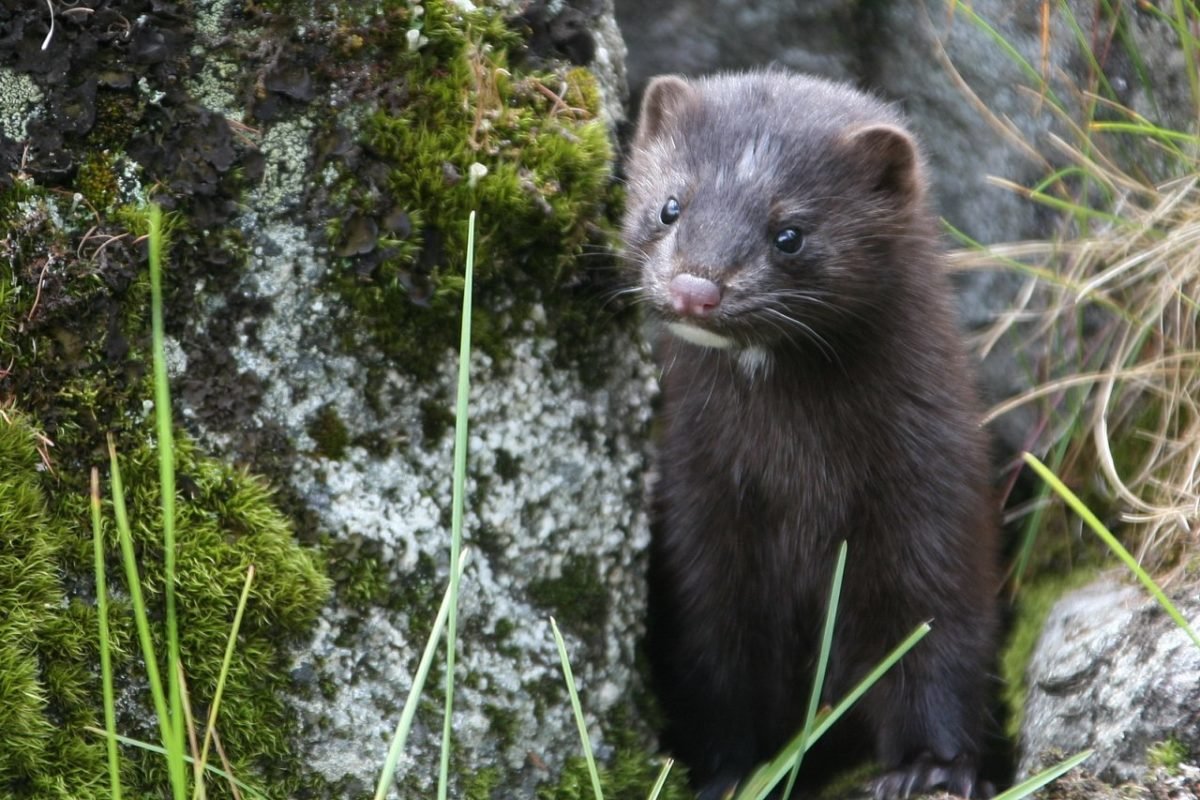 Северная европейская норка