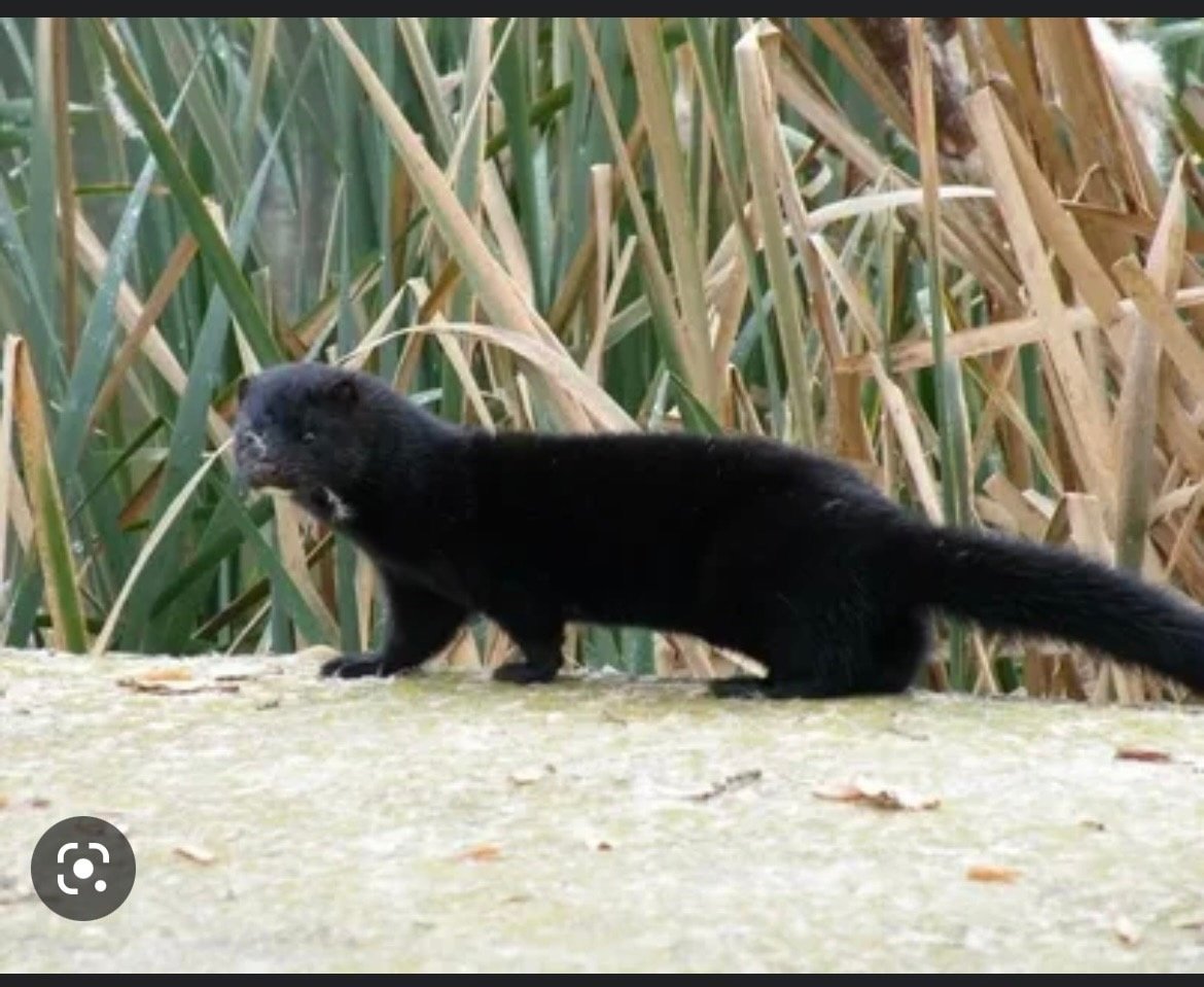 Норка европейская черная