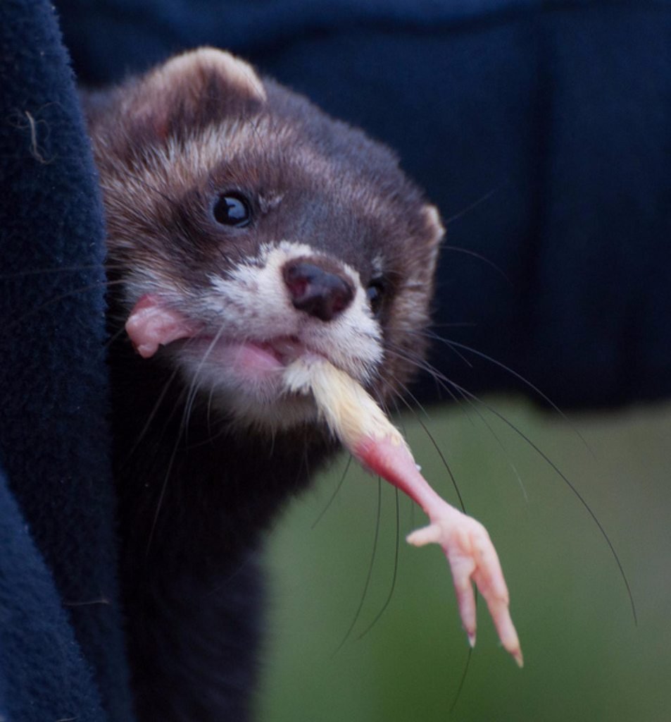 Хищный хорек