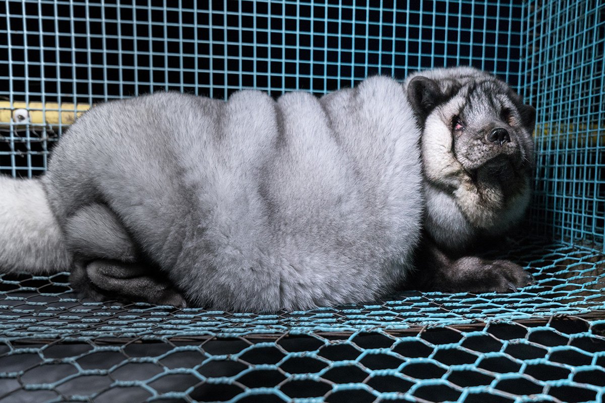 Песец на звероферме