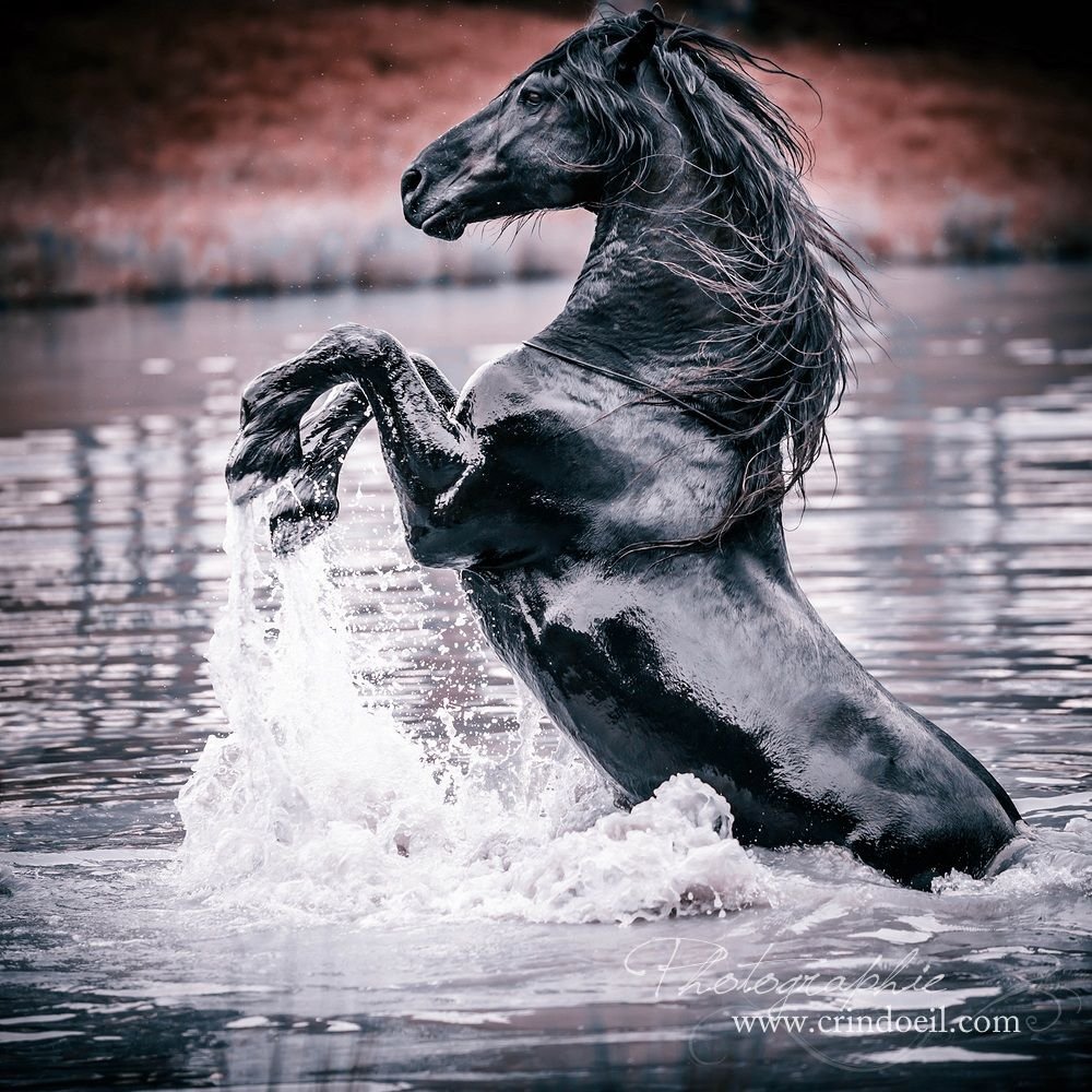 Конь из воды