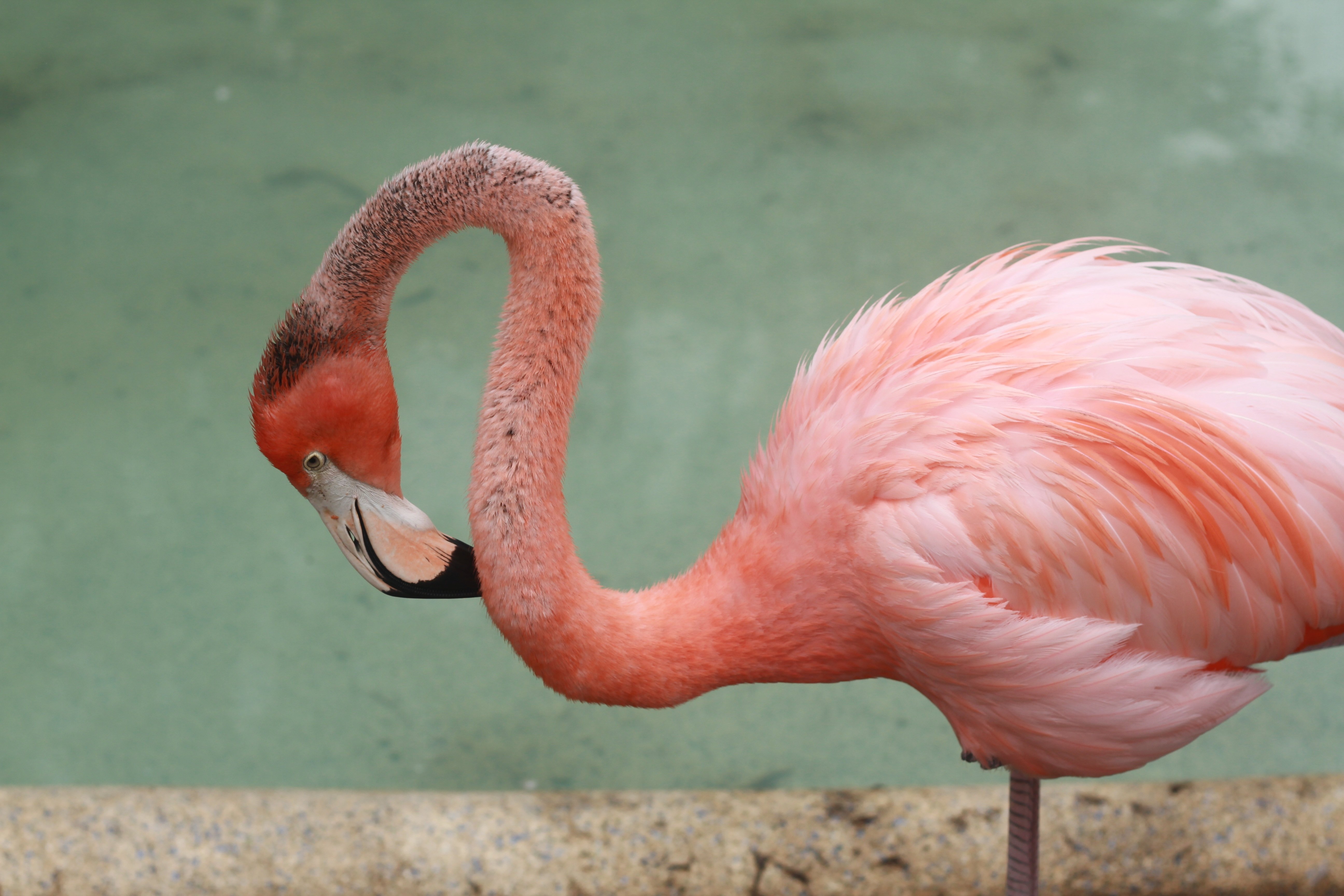 Какое животное розовое. Обыкновенный Фламинго. Розовый Фламинго. Фламинго анфас. Фламинго самка.