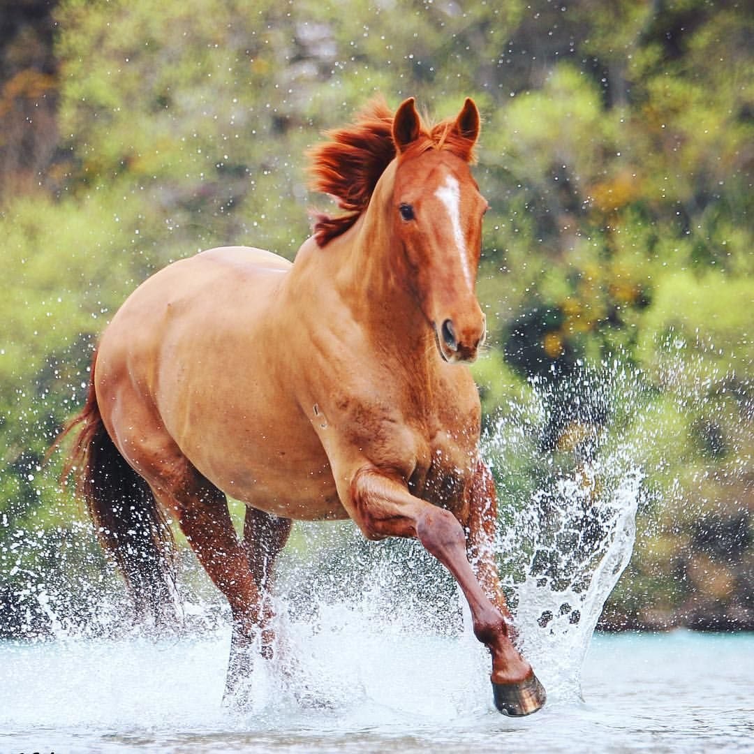 Турецкая лошадь