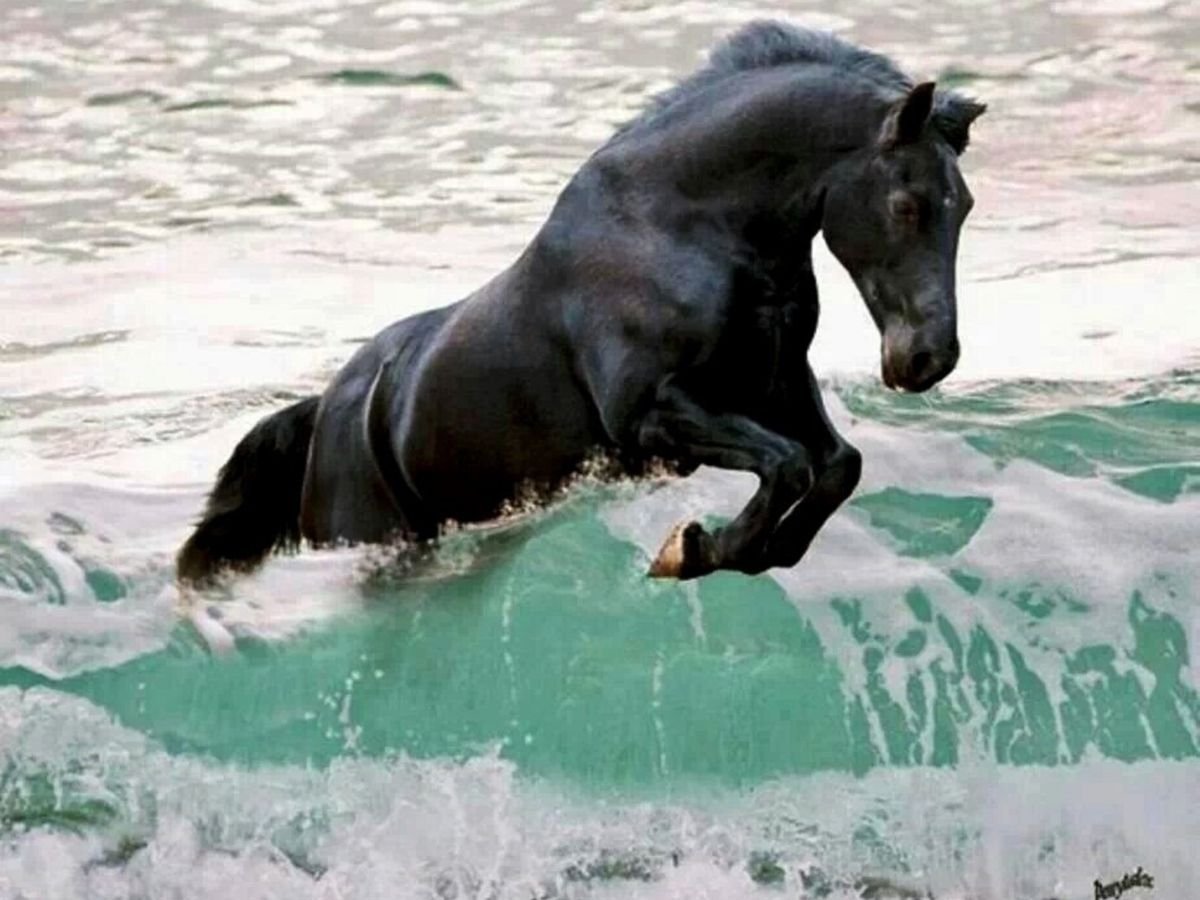 Конь у моря