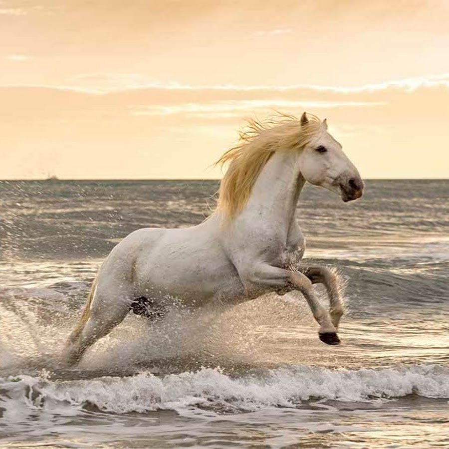 Белая лошадь на море